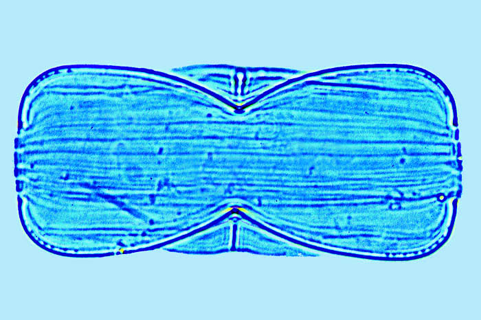 Amphora Amphora ostrearia